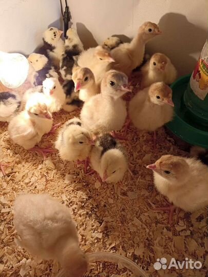 Индюшата, петушки пушкинские, индоутята