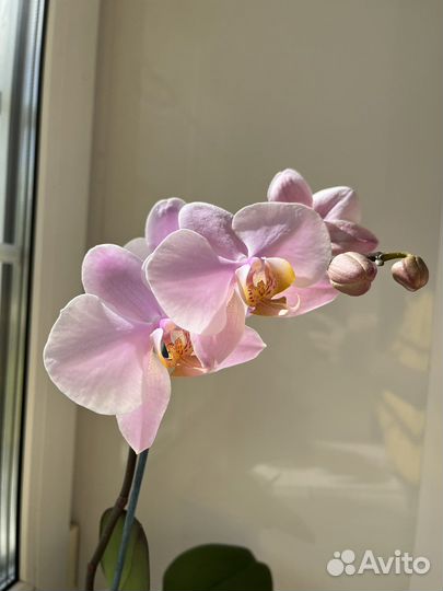 Орхидея фаленопсис