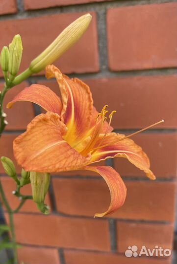 Большие кусты лилейника Орандж Нассау