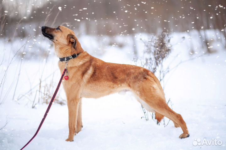 Собака в добрые руки