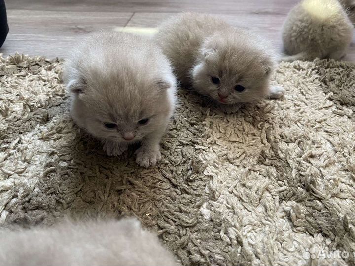 Британские котята