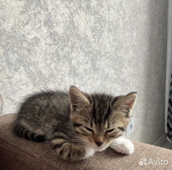 Кошка