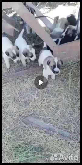 Собаки щенки смесь алабая с немкой