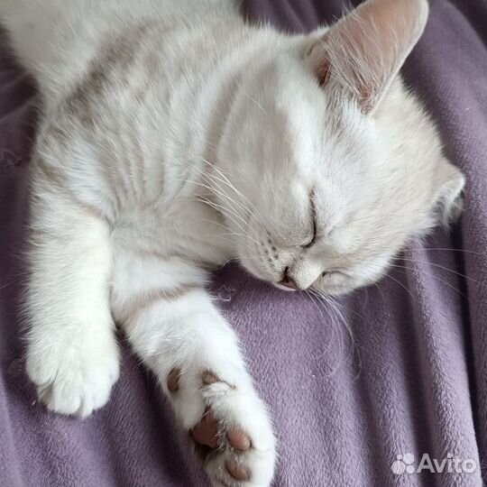 Шотландский котик