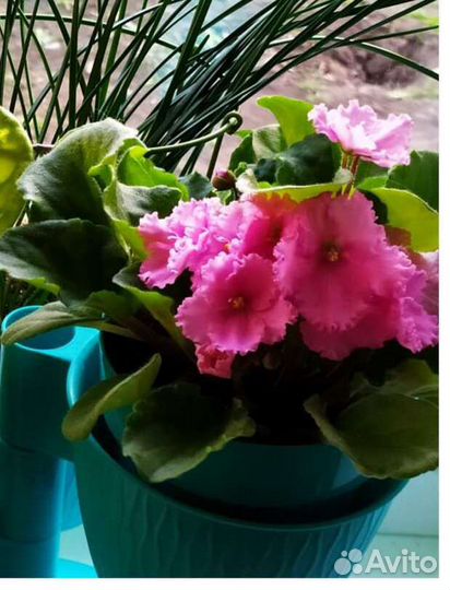 Фиалка в горшках