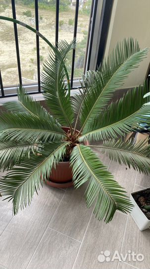 Пальма цикас