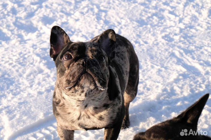 Кобель, вязка