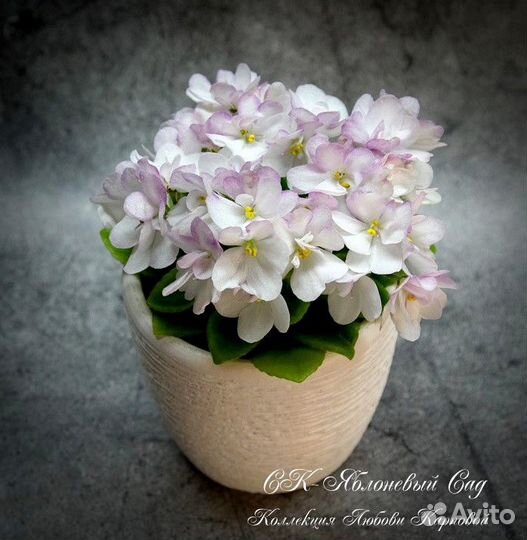 Детки мини и полумини фиалок
