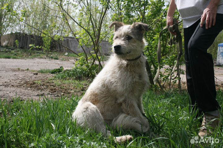 Собака в добрые руки