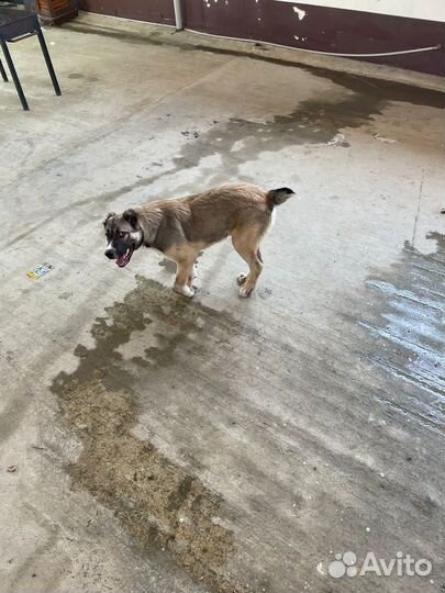 Собака Алабай