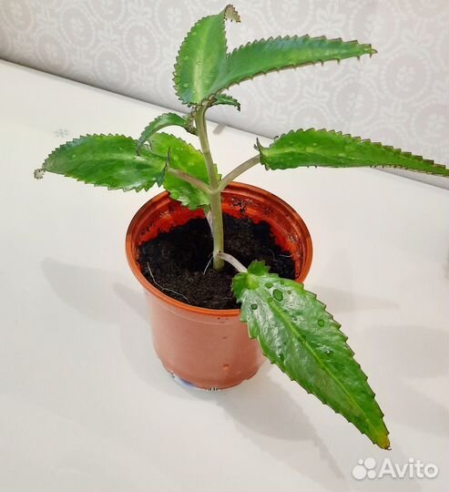 Комнатный цветок каланхое/ чихалочка