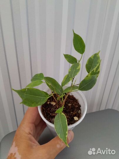 Фикус барокк, даниэль, кинки, твилайт, мокламе