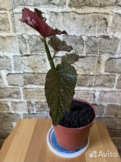 Бегония пятнистая есть несколько