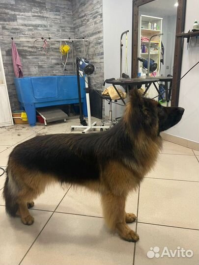 Стрижка собак и кошек