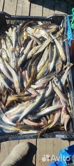 Продам Беломорскую корюшку свежую и вяленую