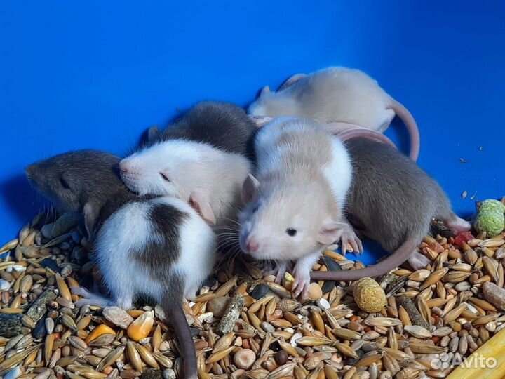 Крысы Dumbo. Крысята Дамбо. Питомник