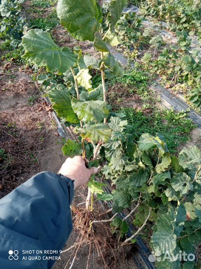 Саженцы фундук, миндаль