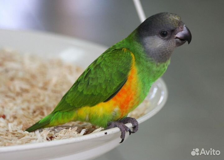 Сенегальский попугай выкормыш
