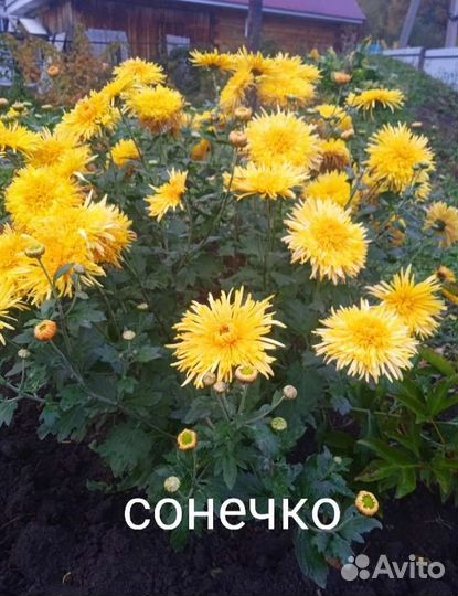 Хризантемы корейские