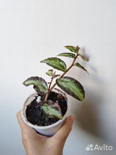 Пеллиония Даво