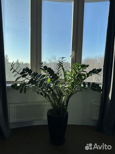 Замиокулькас в горшке