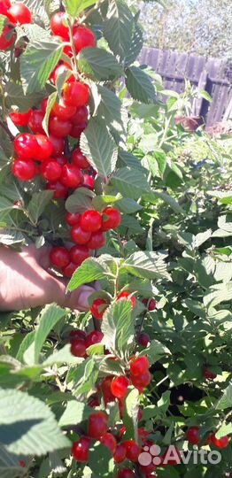 Смородина Вишня войлочная