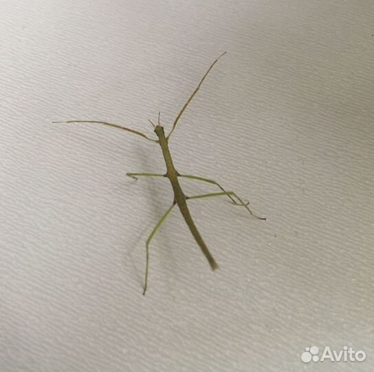 Палочники аннамские