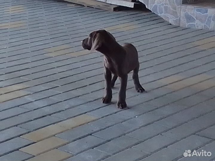 Щенки курцхаара