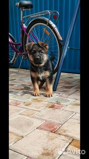 Щенки немецкой овчарки