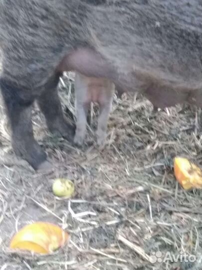 Продам поросят венгерская мангалица