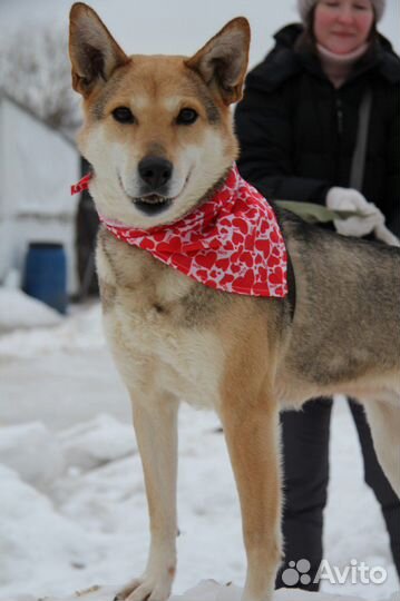 Кетрин-рыженькая коасоточка ищет дом