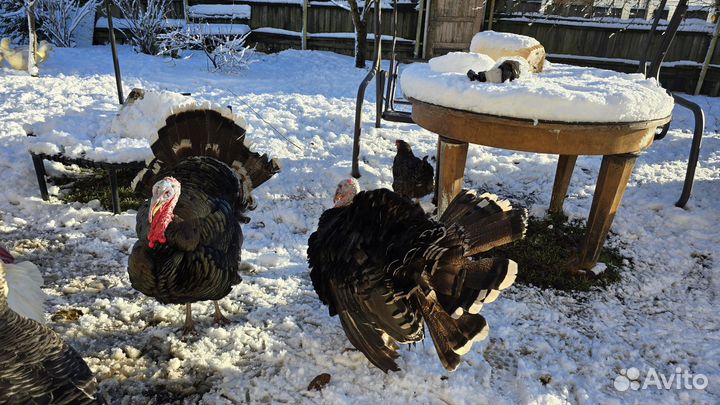 Индюки домашние