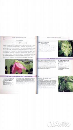 120 лучших пестролистых комнатных растений