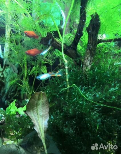 Улитки хелена 30 какр. растения сматрите на другом