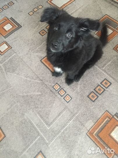 Отдам щенка в добрые руки