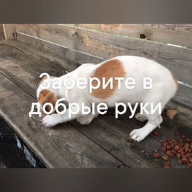 Собака в добрые руки