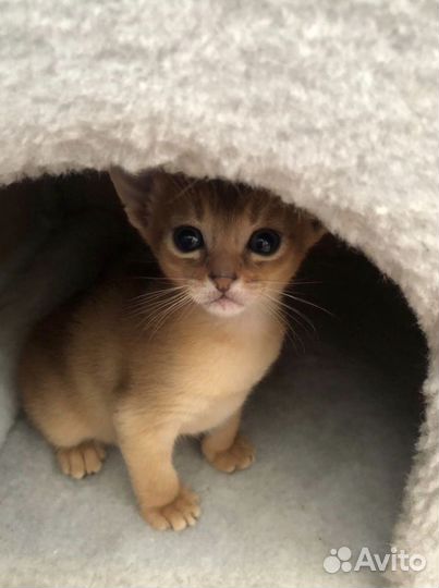 Абиссинский котик