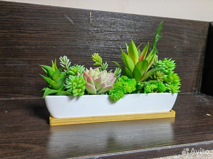 Суккуленты. Растения в кашпо. Декор. Подарок, от