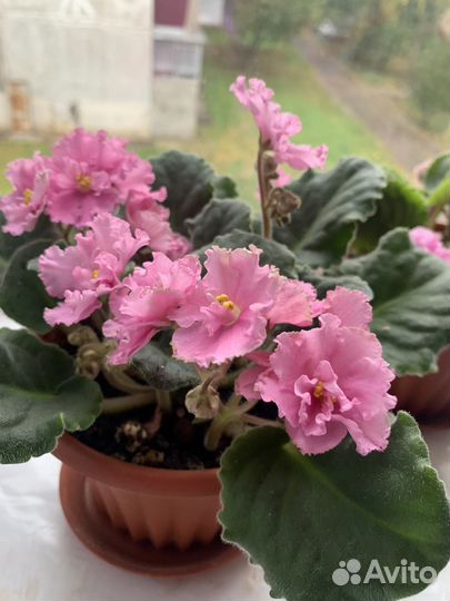 Фиалки цветущие в горшке