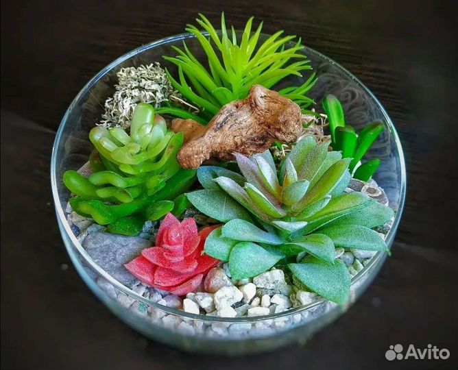 Суккуленты