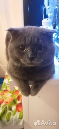 Шотландский кот вязка