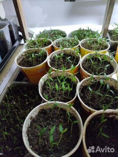 Рассада перца