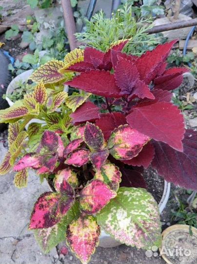 Колеусы комнатные растения композиция