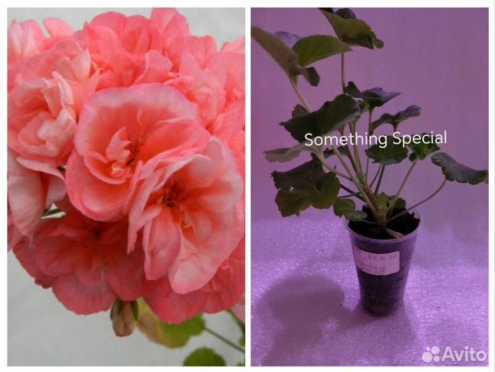 Сортовые пеларгонии