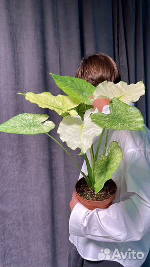 Алоказия Гагеана Вариегатная