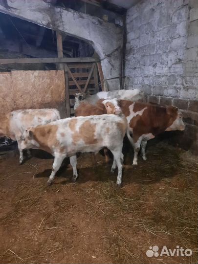 Бычки и быки