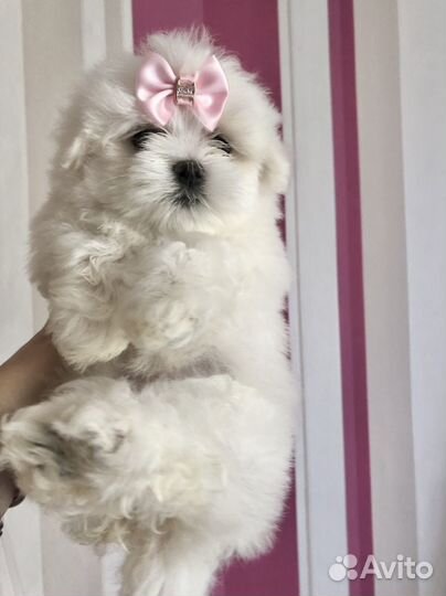 Мальтезики с документами мальчик и девочка