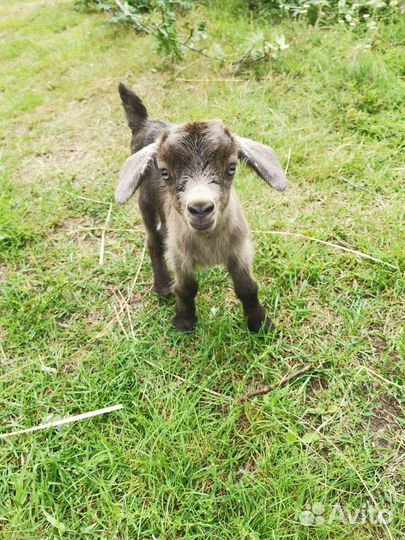 Камерунские козы козочки