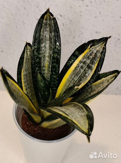 Сансевиерия ханни Зебра