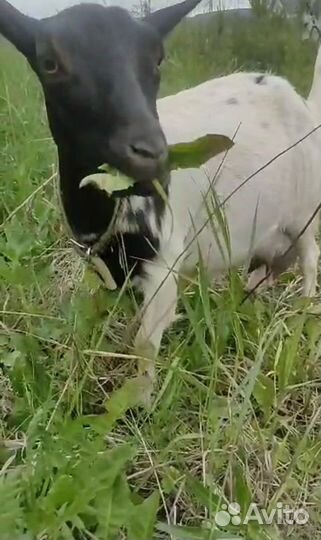 Молоко камерунских коз